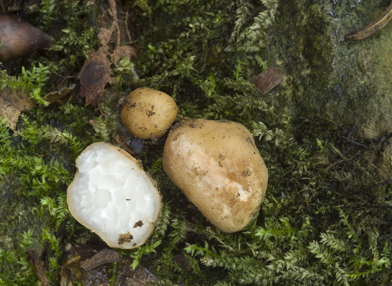 Tuber rufum